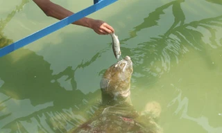 Trả lại tên cho 'cụ' rùa