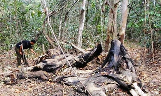 Voi chết, dự án bảo tồn giậm chân tại chỗ