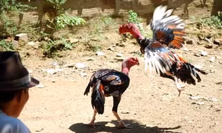 Phá điểm đá gà ăn tiền, thu giữ gần 93 triệu đồng