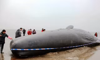 Cá voi khổng lồ mắc kẹt ở bờ biển