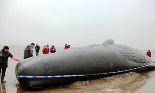 Cá voi khổng lồ mắc kẹt ở bờ biển