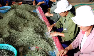 Phân loại cà phê xuất khẩu
