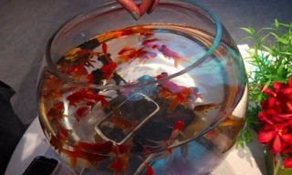 Smartphone chống nước rẻ nhất thế giới