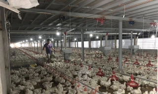 Giá gà rớt thê thảm 11.000 đồng/kg