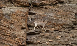 Đàn cừu leo dọc vách đá dựng đứng trên dãy Himalaya