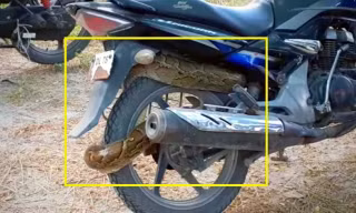 Trăn 'khổng lồ' cuộn tròn vào bánh sau xe máy ở Ấn Độ