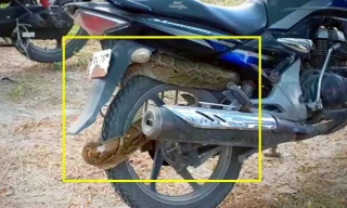 Trăn 'khổng lồ' cuộn tròn vào bánh sau xe máy ở Ấn Độ