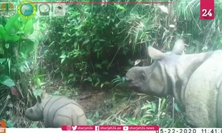 Tê giác cực kỳ nguy cấp chào đời trên đảo Java