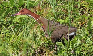 Hình ảnh của loài gà nước cổ trắng.