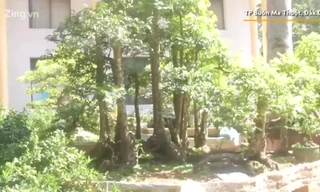 Cây khế 19 thân giá gần nửa tỷ đồng