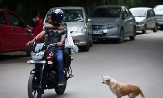 Lái xe bất ngờ gặp động vật lao qua, phải xử lý ra sao?