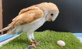 Cú đực đột nhiên 'chuyển giới', đẻ trứng khiến nhân viên hết hồn