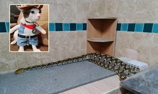 Đi tìm mèo cưng, bé gái chạm trán quái thú khổng lồ ngay trong bếp 