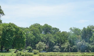 Rừng lim cổ thụ ở Hà Nội