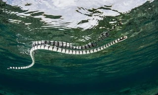 Đại bàng xé xác rắn cạp nia biển