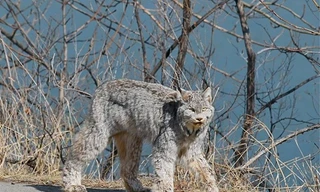 Tưởng chó cưng đi lạc, nhìn kỹ hóa ra là một trong tứ đại thần thú 