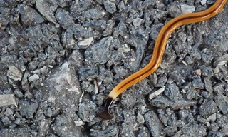 Choáng váng sinh vật đứt đôi cơ thể vẫn sống còn nhân bản làm hai