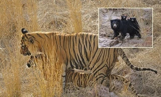 Thấy vợ chồng hổ vằn ân ái, gấu mẹ bực bội hét lên 'có trẻ con đây này'