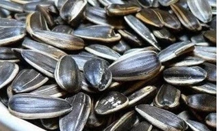 Hạt hướng dương chứa chất gây teo não