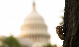 Xác ve sầu trên một thân cây bên ngoài Điện Capitol. Ảnh: Getty
