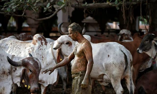 Uddhav Bhatia, một nhân viên y tế tuyến đầu, chạm vào một con bò sau khi bôi phân bò lên cơ thể, với niềm tin rằng nó sẽ tăng cường khả năng miễn dịch trước COVID-19. Hình ảnh tại một trung tâm trị liệu phân bò ở Ahmedabad (Ấn Độ). Ảnh: Reuters