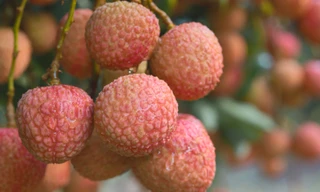 Cây vải 1.500 năm tuổi ở Trung Quốc bất ngờ đậu quả trở lại