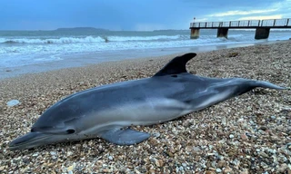 Nga điều tra vụ hàng loạt cá heo chết bí ẩn trên Biển Đen