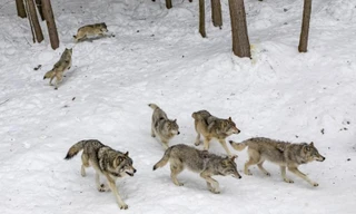 Pháp: Đàn sói xổng chuồng đúng giờ tham quan, nhiều con bị bắn chết