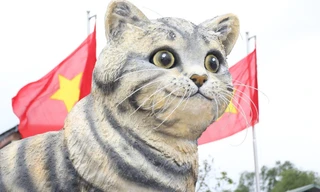 Quảng Trị cân nhắc bán đấu giá linh vật 'mèo hoa hậu' gây quỹ từ thiện