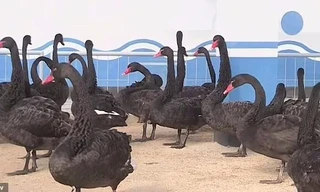 Thiên nga đen trong trang trại vịt Kwangpho. Ảnh: NKTV