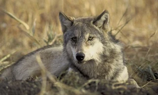 Sói hoang quanh nhà máy Chernobyl phát triển gien chống ung thư