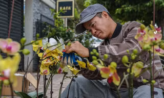 Bỏ túi 60 triệu nhờ cắm lan hồ điệp dịp Tết ở Hà Nội