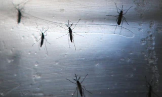 Đức tăng mạnh số ca mắc bệnh lây truyền do muỗi