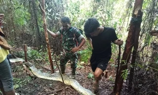 Indonesia: Chồng phát hiện thi thể vợ trong bụng trăn khổng lồ