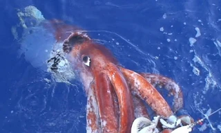 Mực khổng lồ. Ảnh: AP