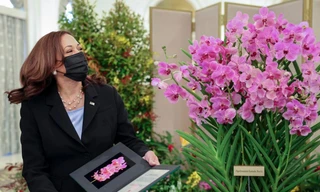 Nhìn gần loài hoa lan được Singapore đặt tên theo Phó Tổng thống Mỹ Harris