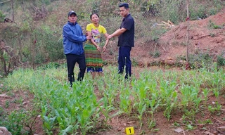 Khởi tố người phụ nữ trồng gần 600 cây thuốc phiện trong vườn