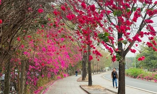 Con đường hoa giấy đẹp như phim ở TPHCM gây sốt mạng