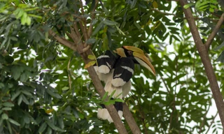 Chim hồng hoàng quý hiếm xuất hiện trong khu dân cư ở Biên Hòa