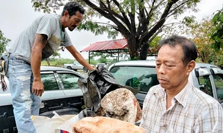 Ông Naris Suwannasang cầm khối u quý hiếm trên tay. 