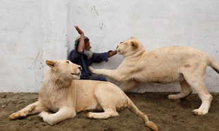 Pakistan: Tịch thu 18 con sư tử được nuôi làm thú cưng