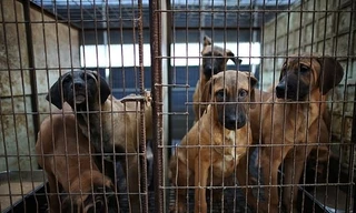 Quốc hội Hàn Quốc thông qua dự luật cấm bán thịt chó