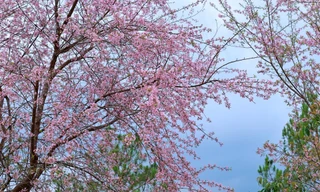 Lý giải hiện tượng chưa từng có ở Đà Lạt, mai anh đào bất ngờ nở rộ giữa tháng 4