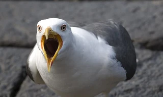 Chim mòng biển. Ảnh minh họa