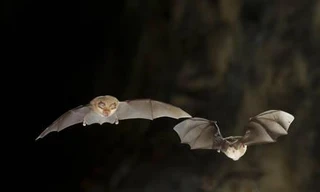 Phát hiện 3 loại virus corona mới trên dơi