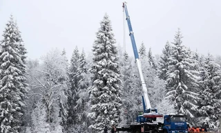 Cây thông 90 năm tuổi, cao 28m. Ảnh: Tass