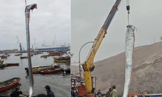 Tận thấy cá 'dự báo động đất' khổng lồ dài gần 5m