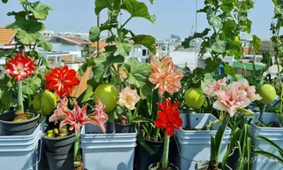 Vườn sân thượng 150m2: Trăm giống huệ khoe sắc, chanh to như quả bưởi