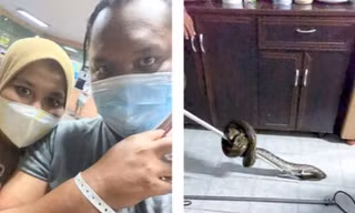 Game thủ bị trăn cắn vì mải chơi điện tử khi đi vệ sinh