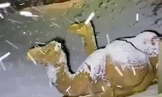 Hài hước cảnh lạc đà ngơ ngác khi thấy tuyết rơi ở Ả Rập Saudi